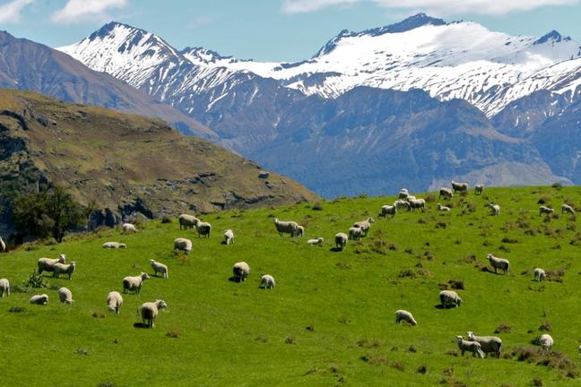 WanakaHighlightsSafari