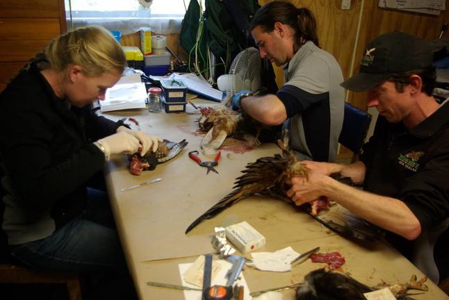 WingspanBirdsofPreyTrust