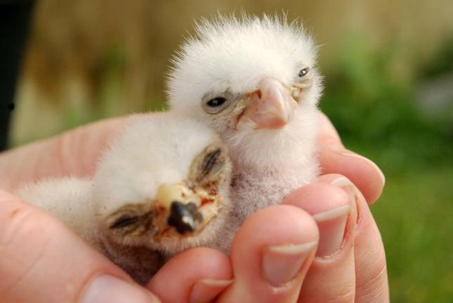 WingspanBirdsofPreyTrust