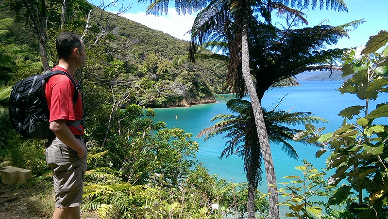 walking on the queen charlotte track looking into the marlborough sounds
