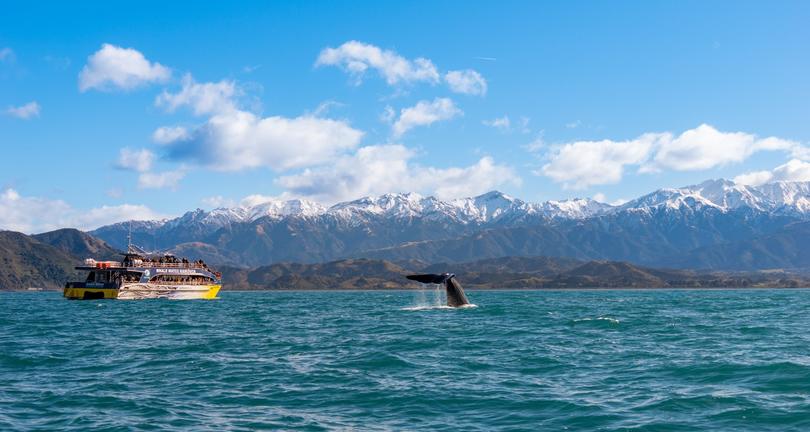 WhaleWatchKaikourahttps://whalewatch.co.nz/