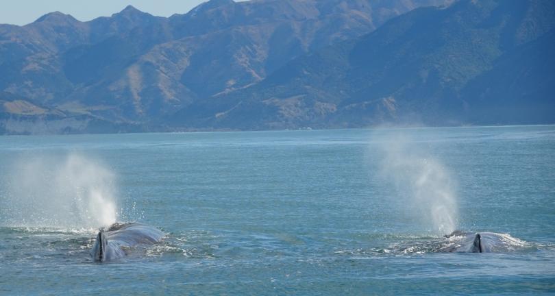 WhaleWatchKaikourahttps://whalewatch.co.nz/