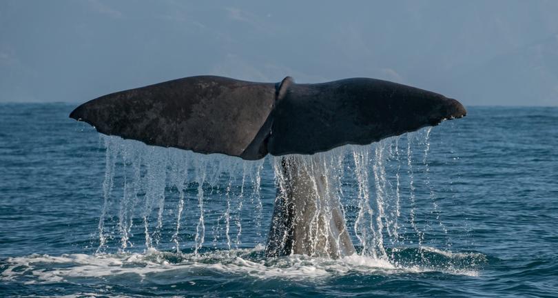 WhaleWatchKaikourahttps://whalewatch.co.nz/