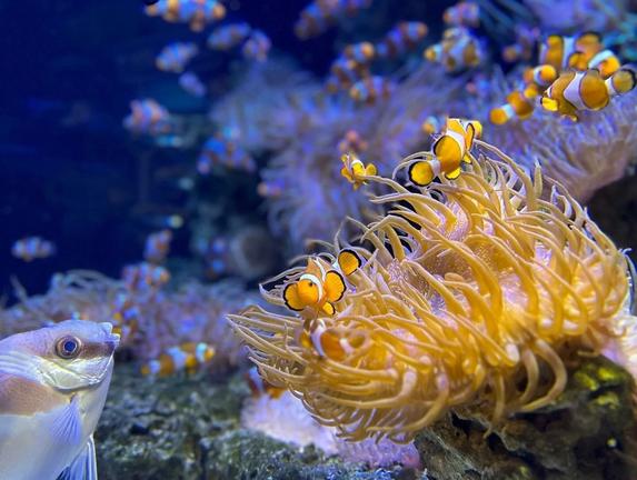 MerlinEntertainmentshttps://www.visitsealife.com