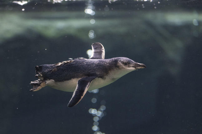 InternationalAntarcticCentrehttps://www.iceberg.co.nz/