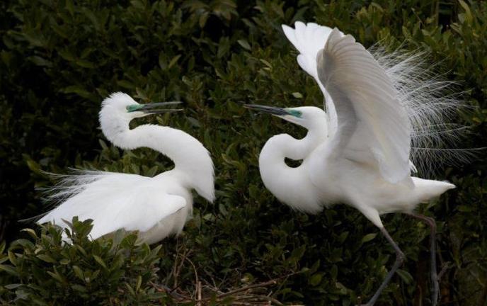 WhiteHeronSanctuaryTours