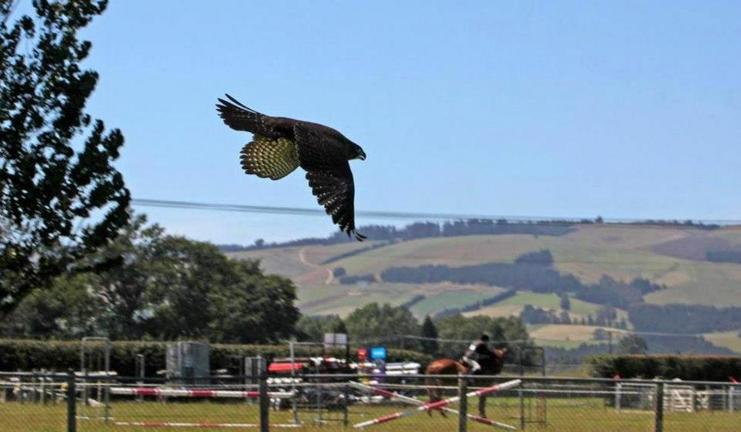 WingspanBirdsofPreyTrust