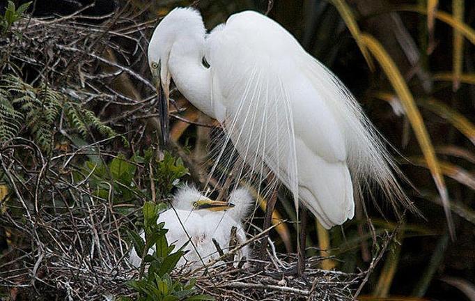 WhiteHeronSanctuaryTours