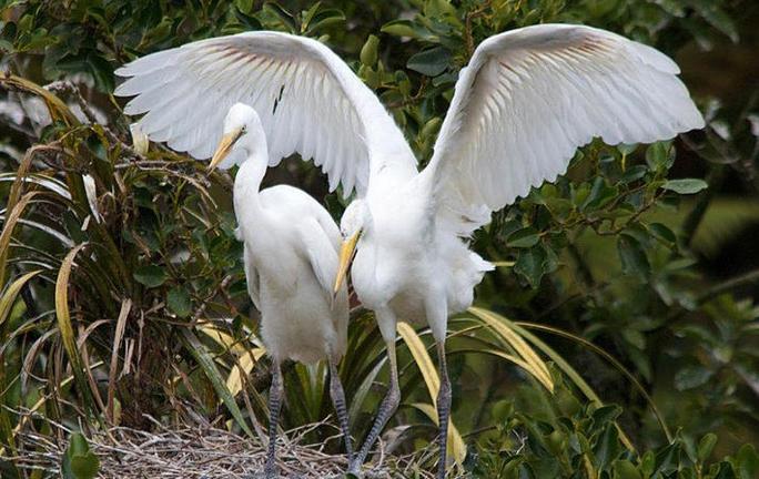 WhiteHeronSanctuaryTours