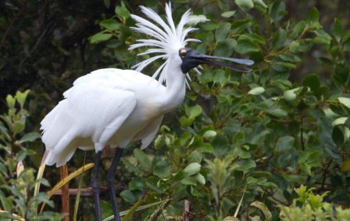 WhiteHeronSanctuaryTours