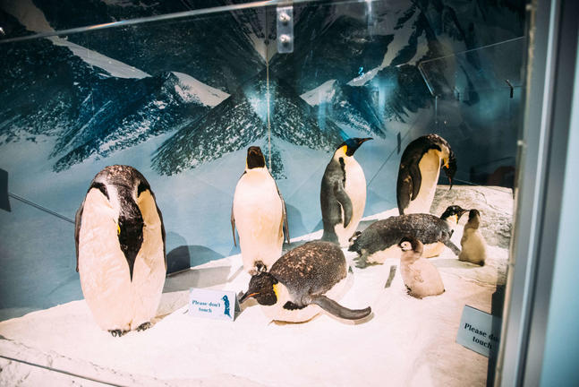 InternationalAntarcticCentrehttps://www.iceberg.co.nz/