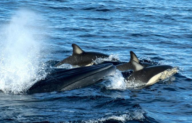 AucklandWhale&DolphinSafari