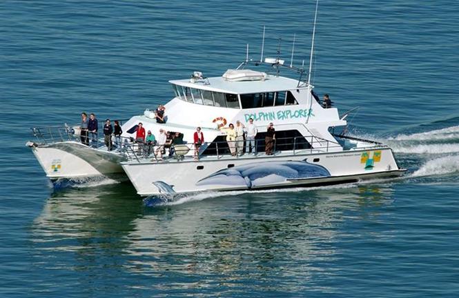 AucklandWhale&DolphinSafari