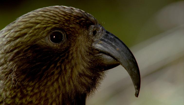 'Ata Whenua - Shadowland' - Fiordland Cinema