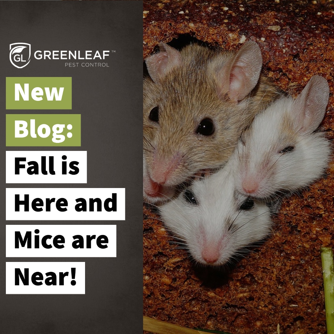 The Best Products for Mouse Pest Control